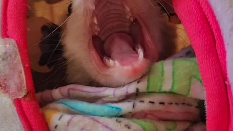 Opossum Waking Up on a Saturday