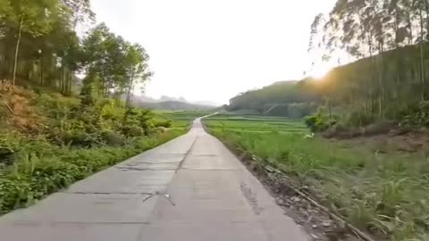 These Birds Are Magnificent
