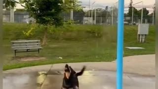 😂🐶 This Dog's Life is Goals! | FunFM