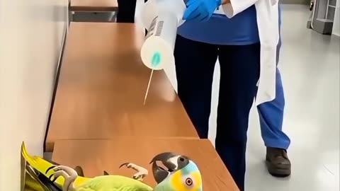 I’m a PARROT I don’t need pregnancy injections! 😂🦜💉#papagoiecho #parrot #talkingparot #funny #birds