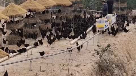 Chicken farming of China