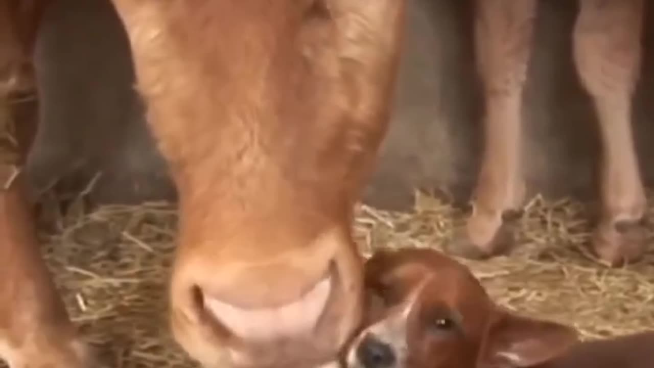 animals best of friends