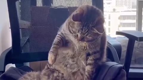 Funny animal video'😄🐈"When Mom is Angry But Her Hand Doesn’t Rise!🐈🐈😁😁