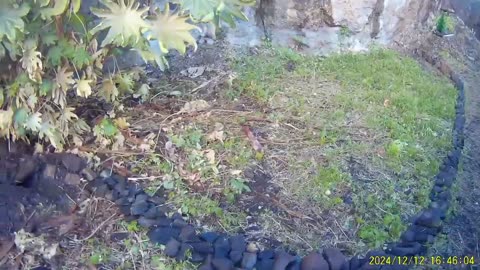 241212A___Madeira_NS-404,_early_morning_view_to_hills_and_ocean,_from_garden.(720p)