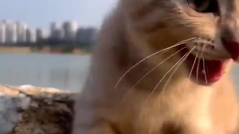 cat sound