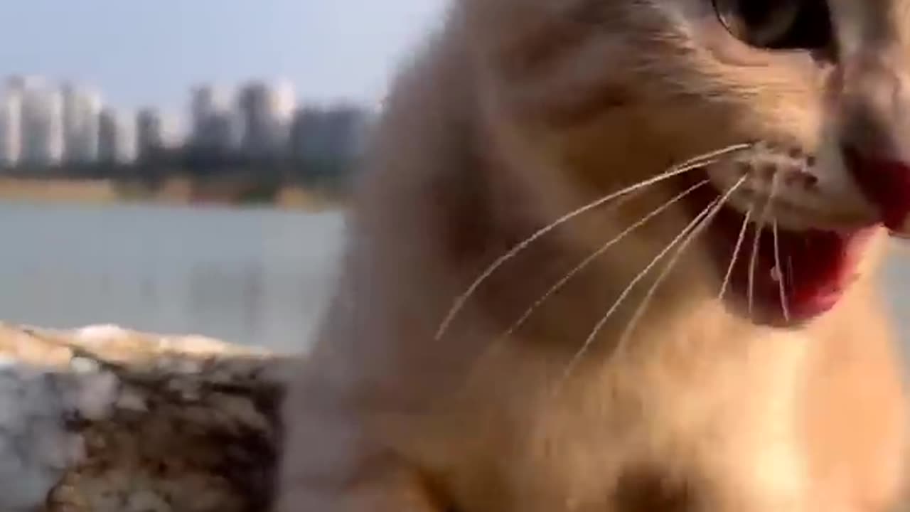 cat sound