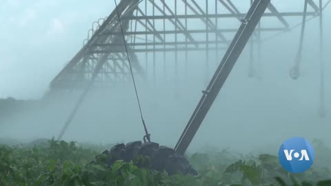 Former Zimbabwean Commercial Farmers Thriving in Zambia | VOANews
