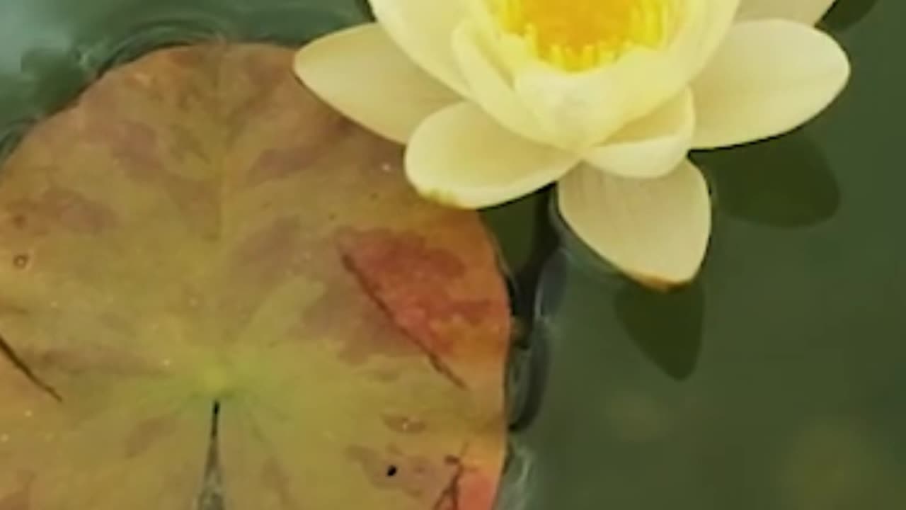 Only You Are the Captain of Your Soul