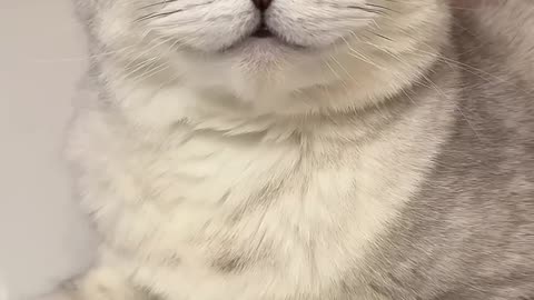 Cat funny🤣