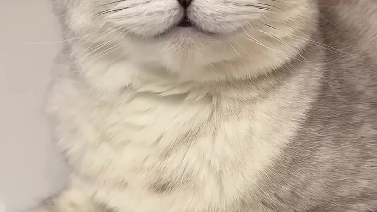 Cat funny🤣