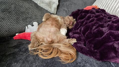 😂🐶 The Funniest Dog Days of Summer You'll See All Day | FunFM