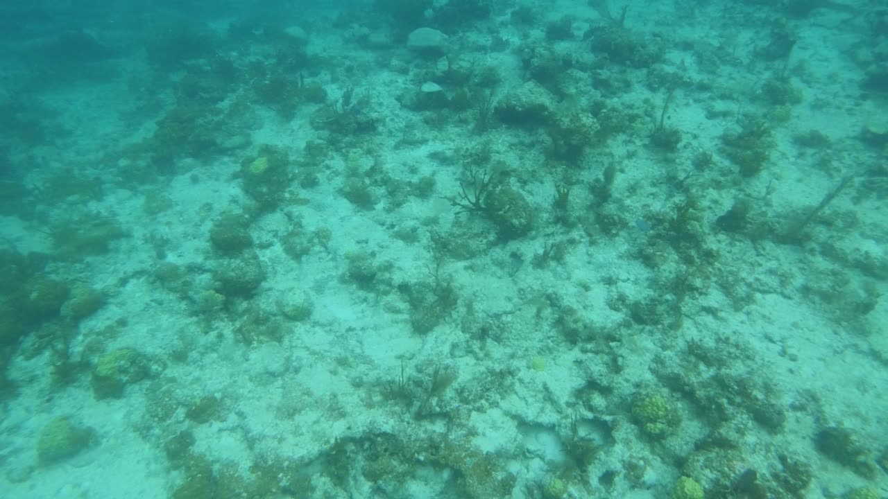 Spotted: Palometa While Snorkeling at Trunk Bay, St John USVI