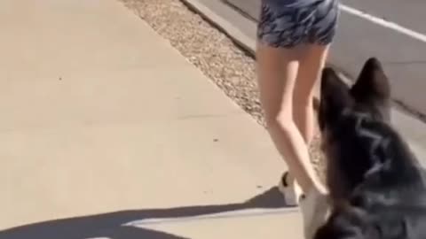Battle Of 2 Great Dogs
