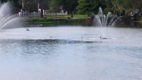 Showing you the whole Tuscawilla Park