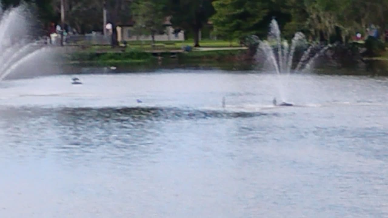 Showing you the whole Tuscawilla Park