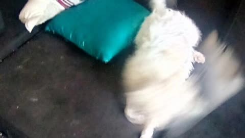 dog