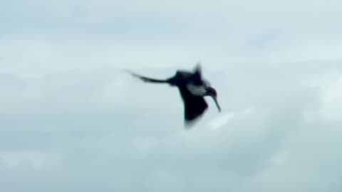 Frigate Birds vs Flying Fish_ Epic Ocean Predator Showdown! (1)