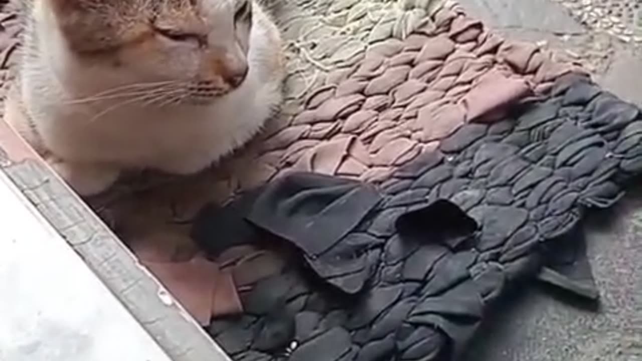 🐾 The Mat Boss Cat: Nobody Dares to Pass After Breakfast! 😂🐱