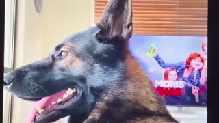 😂🐿 That's K9 for SQUIRREL! | FunFM
