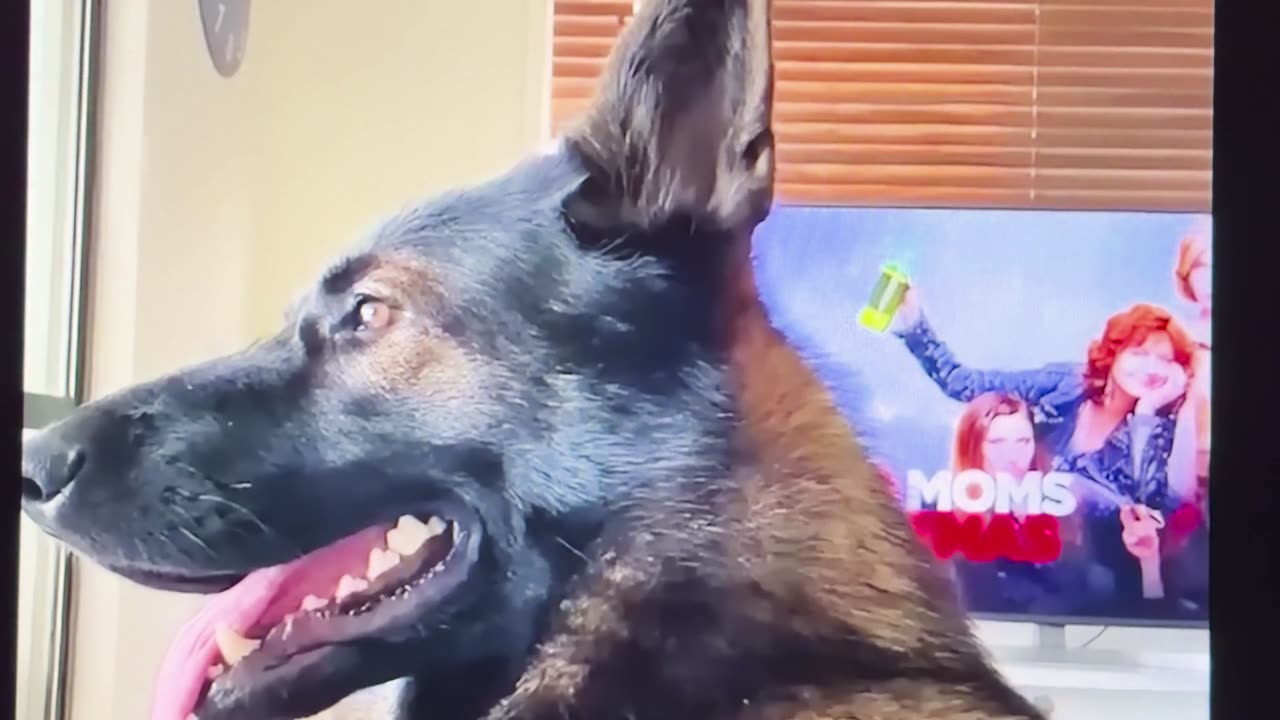 😂🐿 That's K9 for SQUIRREL! | FunFM
