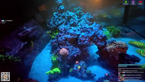24/7 Real Live Reef Stream