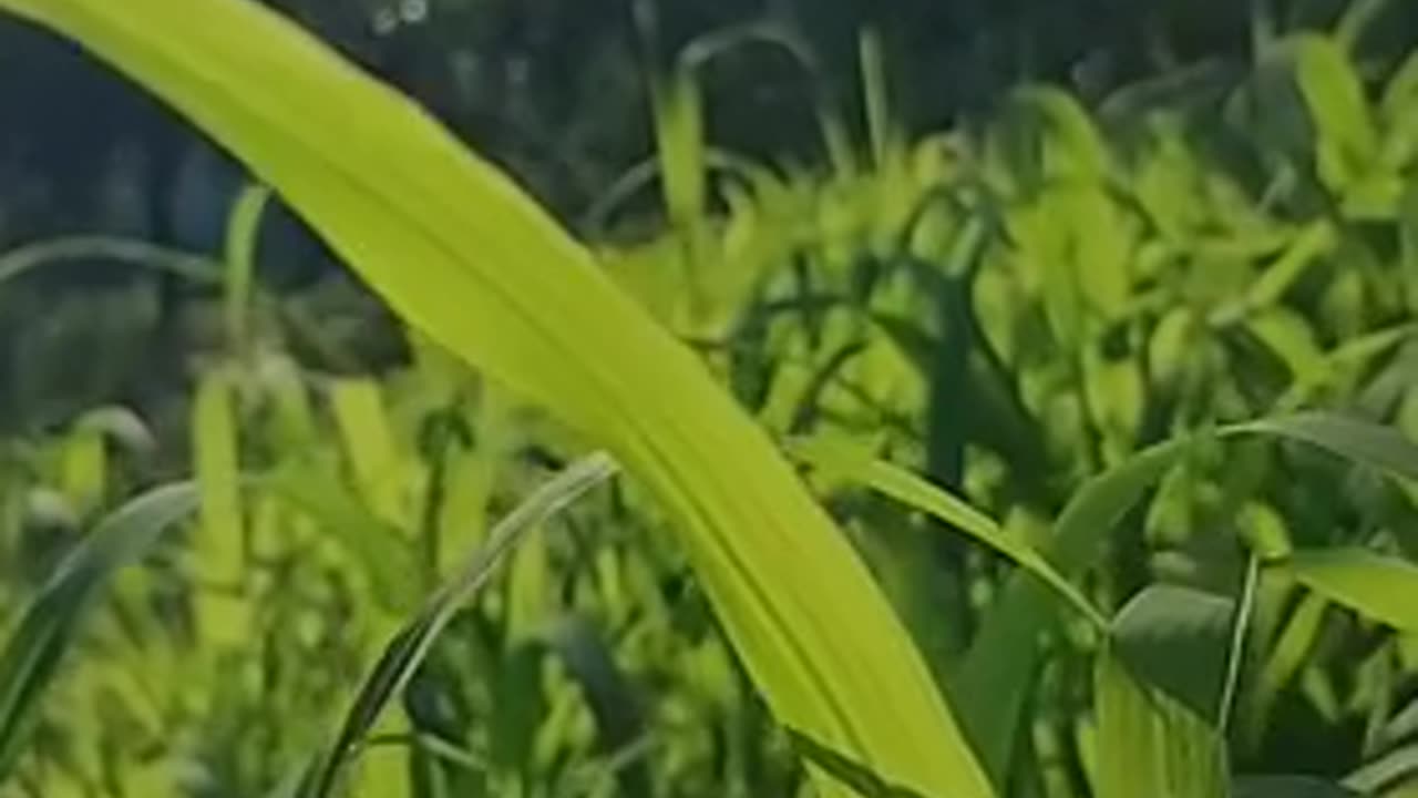 nepali tune