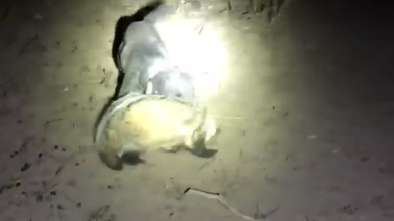 Jagdterrier mauling badger