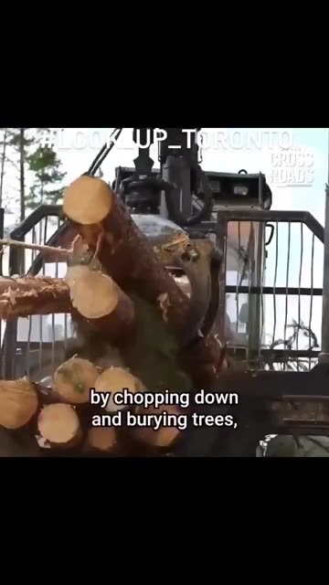 Bury the Trees: When Climate Science Turns Against Nature