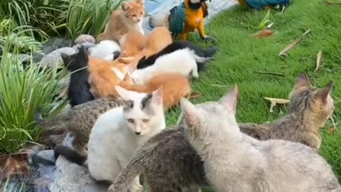 "Adorable Cats Being Cute & Playful! 🐱💖 | Must-See Funny & Sweet Moments!"