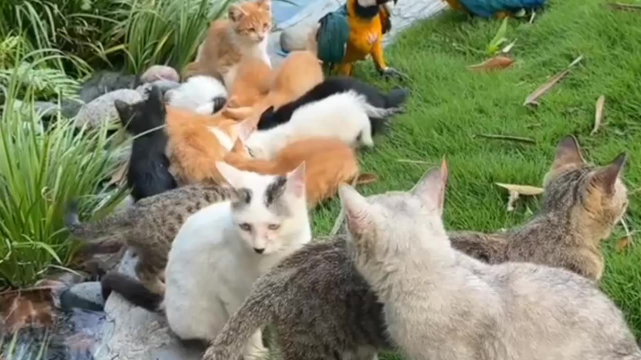 "Adorable Cats Being Cute & Playful! 🐱💖 | Must-See Funny & Sweet Moments!"