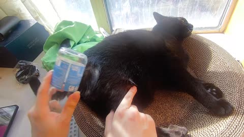 My pet cat vlog, his name is Heihei, 03/08, 2025, He is very happy， #catvideo #asmr