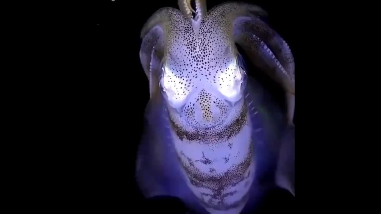 Like an alien, no? reef squid on video - Looks like it shot ink to mask retreat