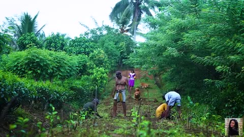 King coconut wine!🍷 I made rich cake, smoothie & dry curry in my sri lankan village kitchen!