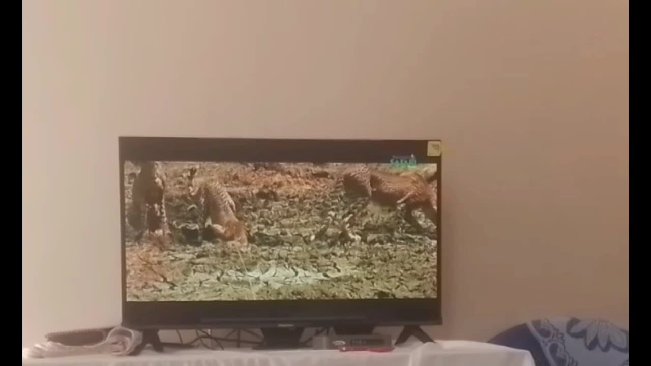 Daily Wildlife at Home in Tanzania 🇹🇿 | You Won’t Believe What Shows Up!