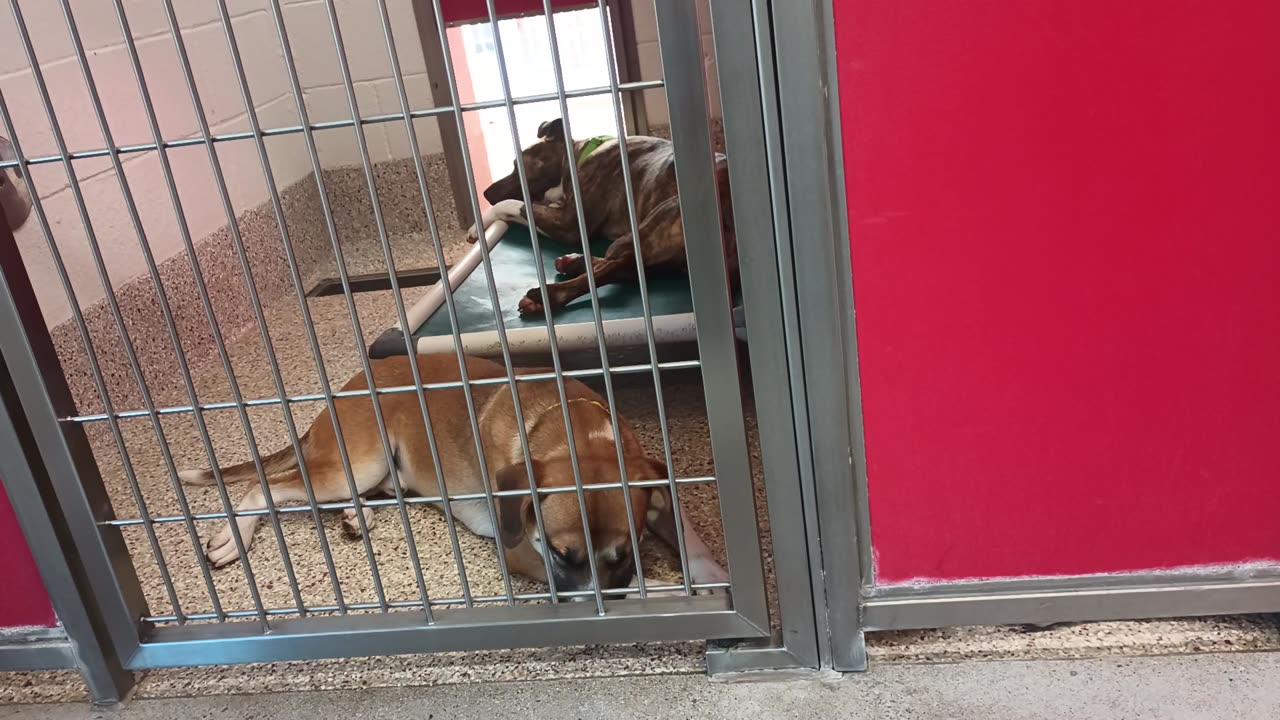 Julio-by gate A825195 Pagel-lounging on bed kinda shy doggie kennel 1 pod 1 PACC shelter20250704_948