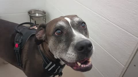 Astrid 8y A841285 needs permanent home, some grooviness, he's too talky 4 me today@TRN_20250713_442