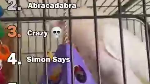 best parrot moment video.