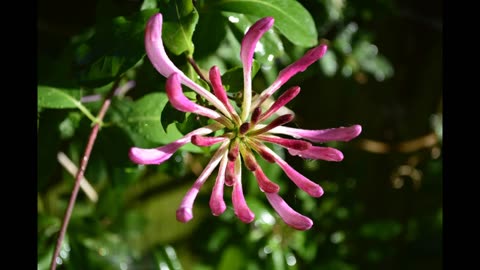 Lord Winter - Honeysuckle
