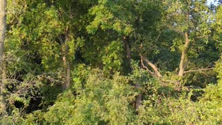 Oklahoma summers ASMR.