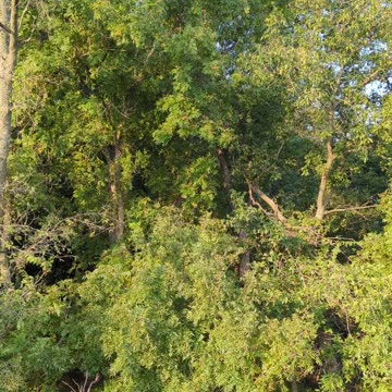 Oklahoma summers ASMR.