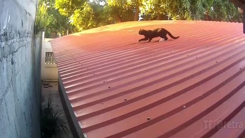😍😍😘🔥 😍💦 FUNNY Animals and pet's💕😘 😘🔥 💕😘 😍💦 💦