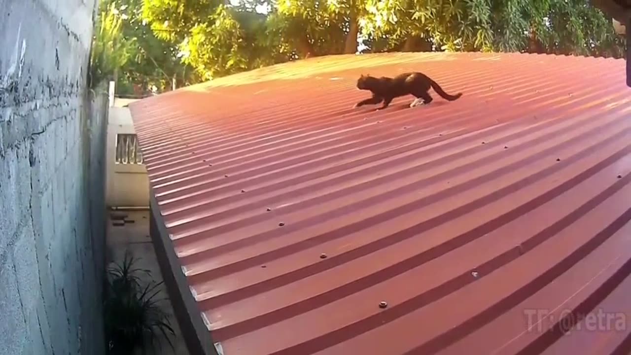 😍😍😘🔥 😍💦 FUNNY Animals and pet's💕😘 😘🔥 💕😘 😍💦 💦