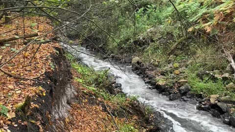 🌿 Tranquil Forest Stream & Mini Waterfall 🌊