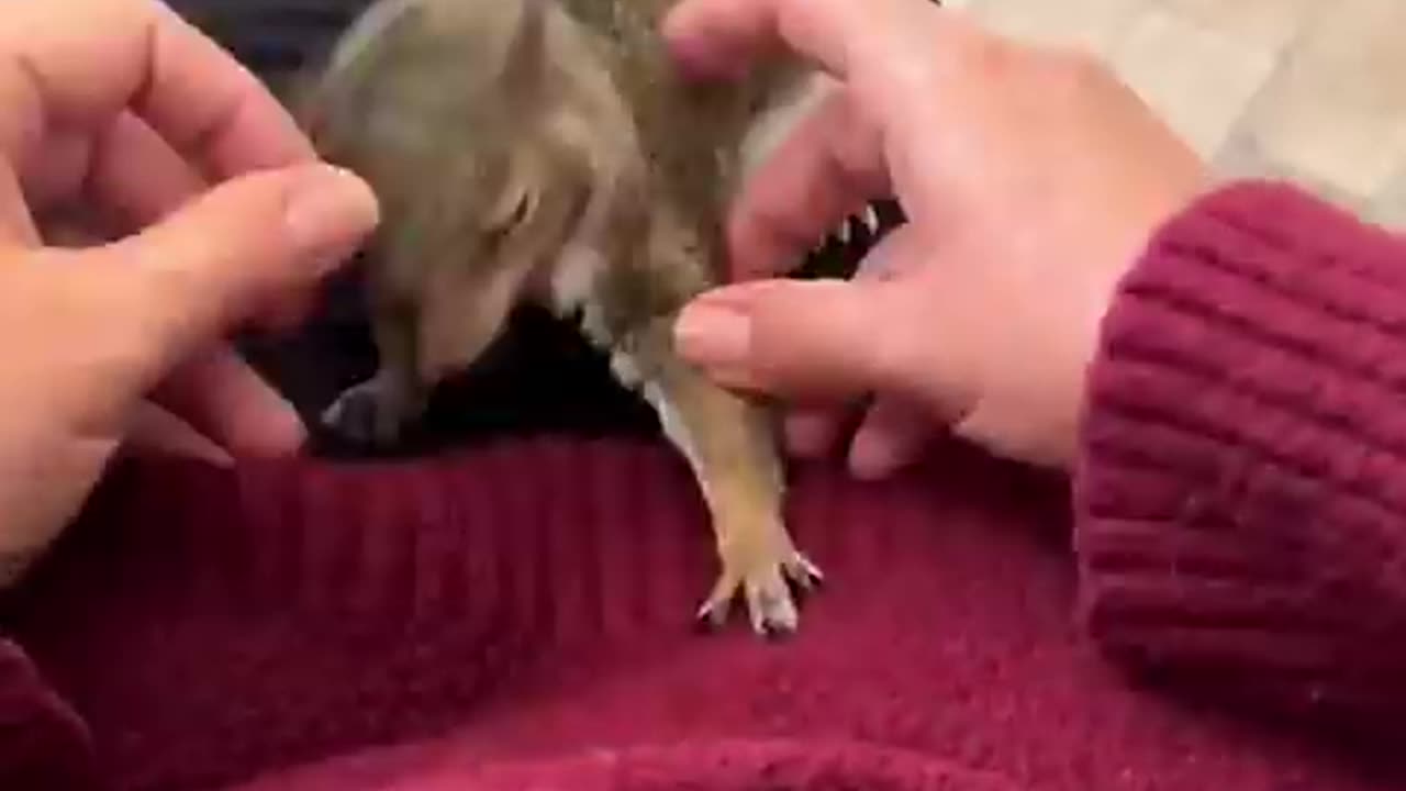 A helpless squirrel is saved, freed from the agony of larvae infestation
