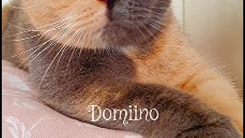 Meet Domino— a kitten with a face that seems to embody sunset and dawn.