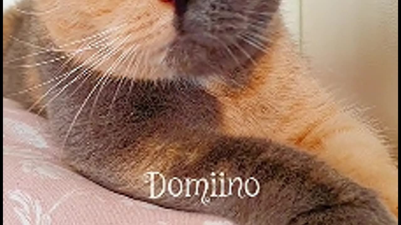 Meet Domino— a kitten with a face that seems to embody sunset and dawn.