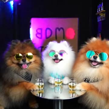 Pomeranian Nightclubs