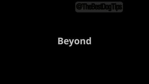 🎬 Episode 8: “The Leave It Lifesaver – Beyond Dropping”