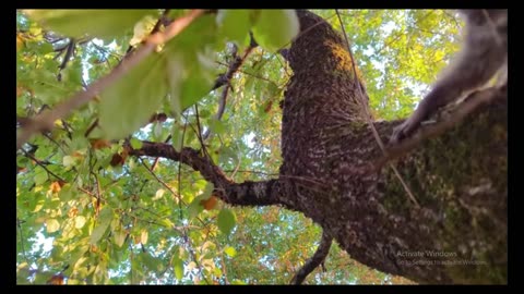 Bushcraft Shelter Secrets: Surviving in Harsh Wilderness