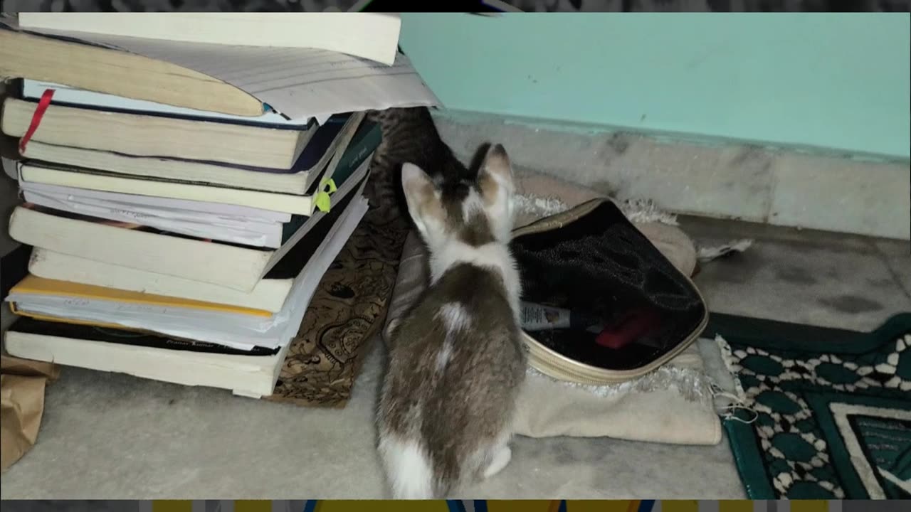 27th July Kitten Vlog Pat & Alt continue studying